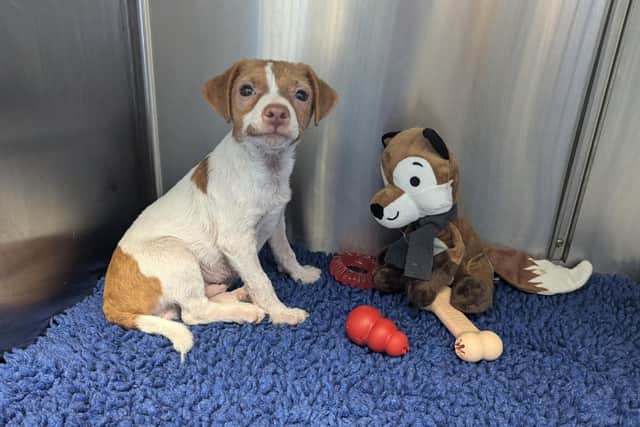 One of the abandoned puppies rescued in Cambridgeshire