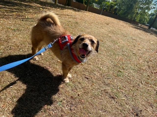 Terrier