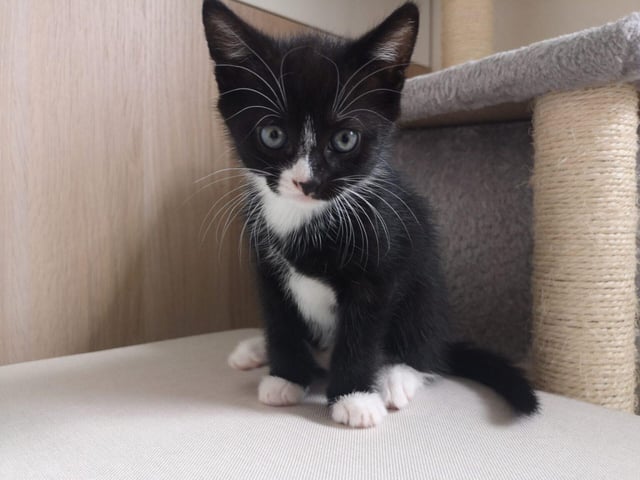 Domestic short hair Prada is a two-month-old male who can live with dogs, cats and other small pets.