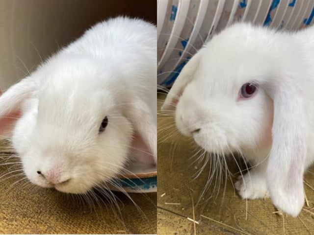 Mini lop