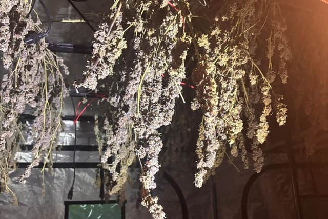 Police seized a number of plants during the raid