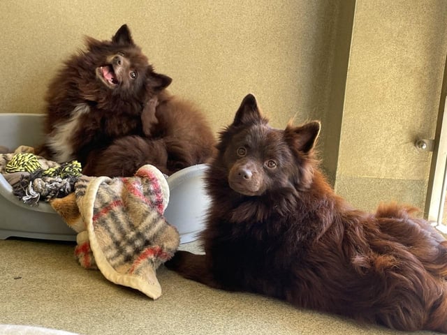 German Spitz