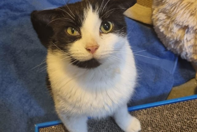 Freddie is a four-year-and-nine-month-old male domestic short hair cat