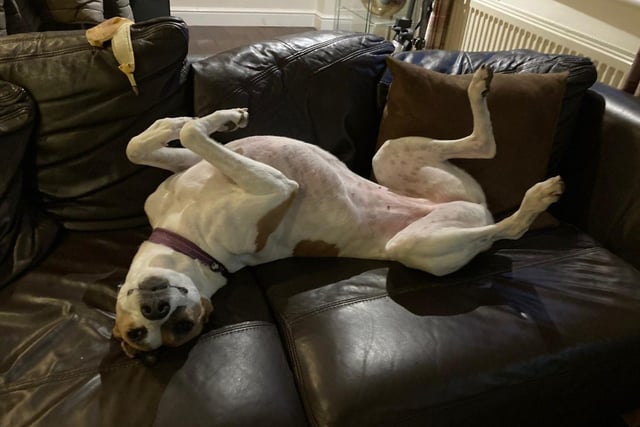 Bella is a six-year-old lurcher