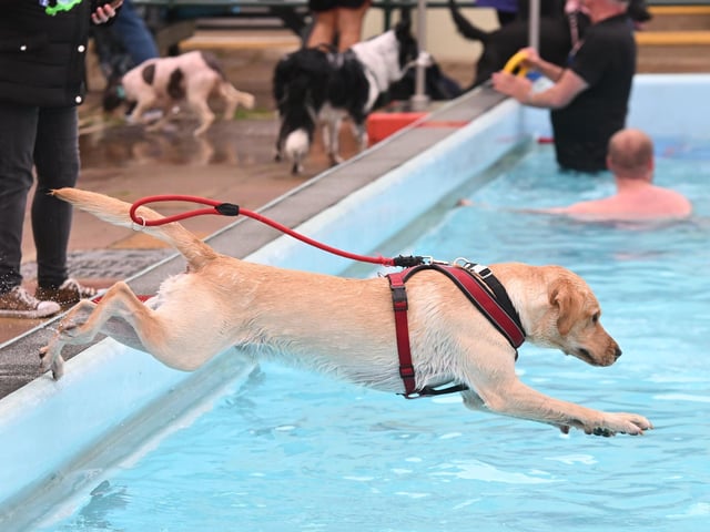 Dog swimming session at the Lido
