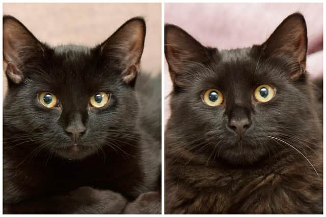 Jett and Cola are among animals who haven't found a loving home at Woodgreen Pets Charity.