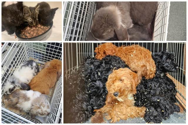 Some of the animals found abandoned