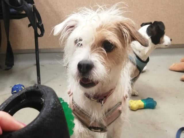 Bonnie and Alfie are seven-year-old female Terriers. They were admitted February 2022.