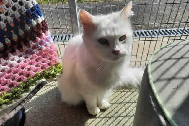 Sunshine is a ten-year-old female domestic longhair crossbreed