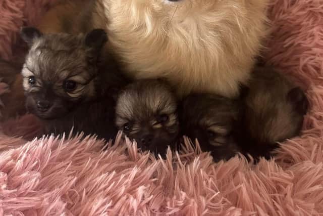The four chihuahua puppies that are being cared for by Ravenswood Pet Rescue, which is seeking donations to help with last month's influx of animals