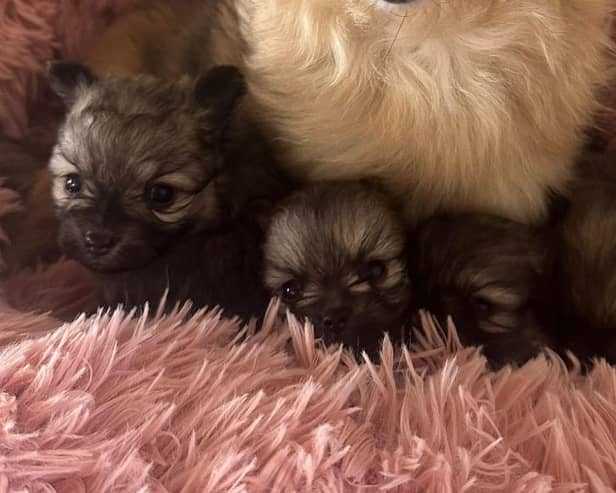 The four chihuahua puppies that are being cared for by Ravenswood Pet Rescue, which is seeking donations to help with last month's influx of animals