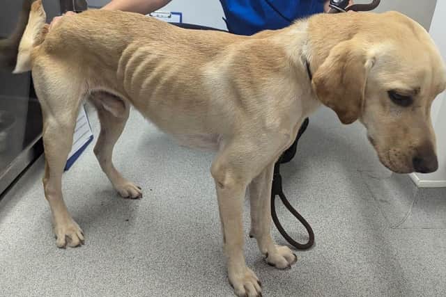 A vet said: "All six animals in this case have been suffering for at least two weeks from starvation"