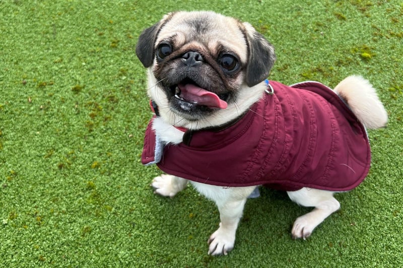 Mitzy is a three year-old female pug, who can live with other pets. She could live with children of any age. She is the perfect companion for someone who wants an easy going, robust girl with lots of love to give.