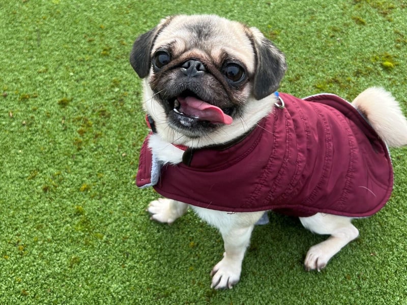 Mitzy is a three year-old female pug, who can live with other pets. She could live with children of any age. She is the perfect companion for someone who wants an easy going, robust girl with lots of love to give.