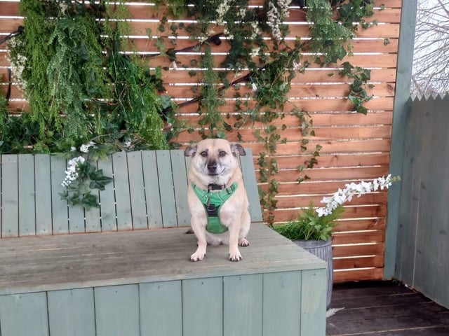 Maisie is also a crossbreed.
