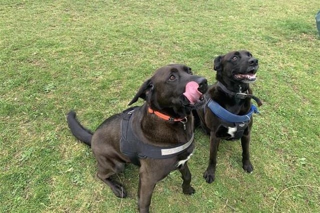 Spud and Brownie are six-year-old Labrador cross. The two boys were admitted in February 2022.