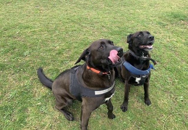 Spud and Brownie are six-year-old Labrador cross. The two boys were admitted in February 2022.