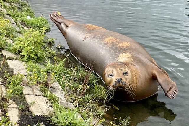 Bert appeared to have something wrong with his eye - although the Mablethorpe Seal Sanctuary said it was nothing to worry about. Photo: Jen Cowley