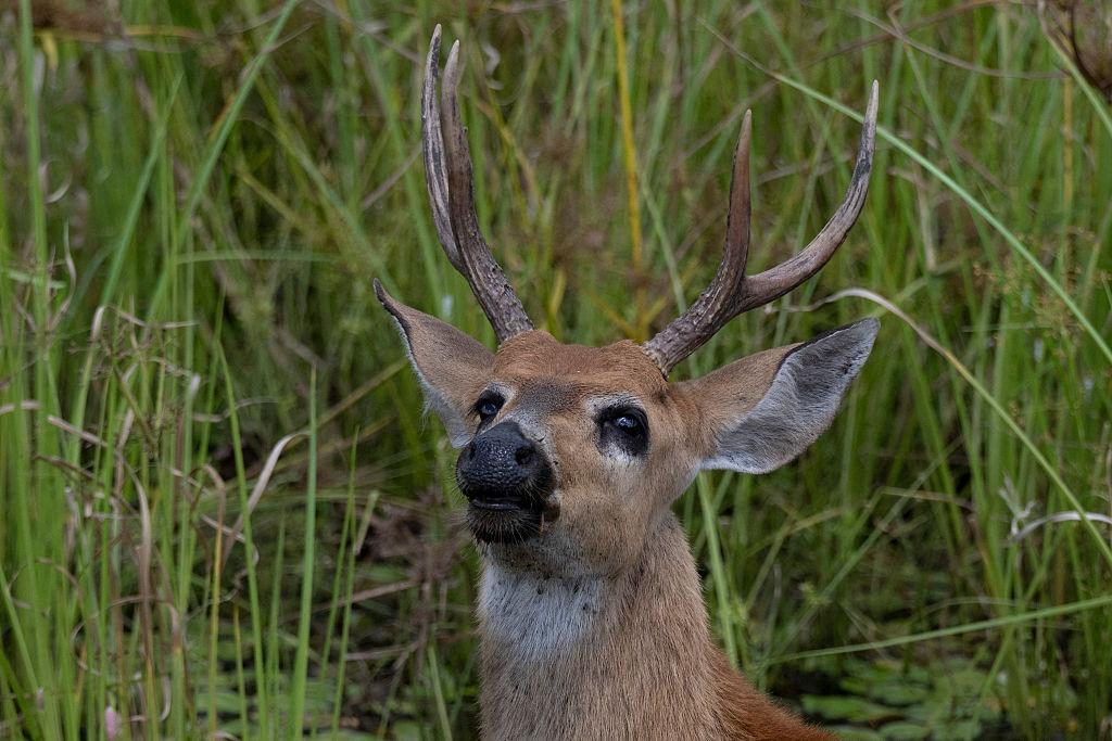 Appeal issued for residents to provide water for wildlife as temperatures ...