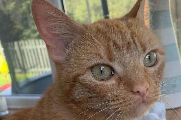 A new home is needed for Tiger