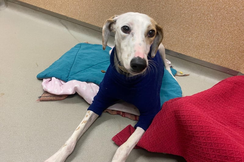 Timmy is a one-year-old male lurcher. He can live with other dogs, but not cats or small pets. He could live with older children, 10 years and over.  He has a goofy personality but is a very sweet boy once he gets to know you and gets very excited when you take him out for his walks.