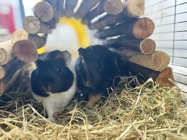 Virgo and Murphy are both five-month-old male crested guinea pigs. They are bonded and so need to be re-homed together.
