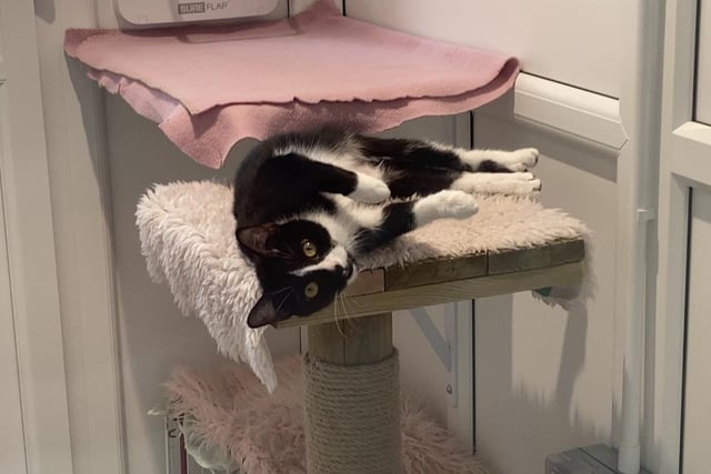 Willow is a two-year-and-one-month-old female domestic short hair, admitted to Woodgreen in April 2022.