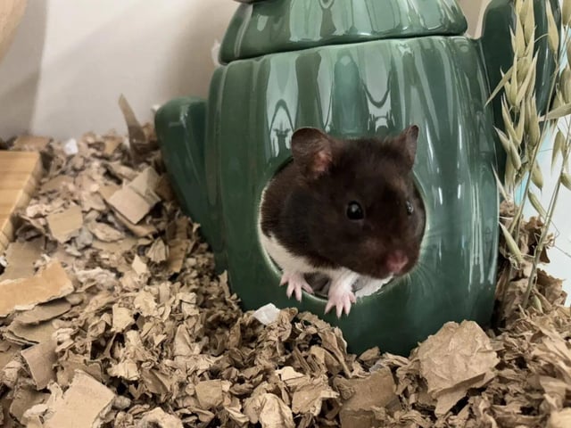 Pongo is a male Syrian hamster who is eight months old.