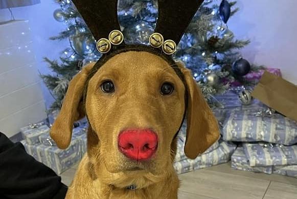 Billy mimics a certain red-nosed reindeer.