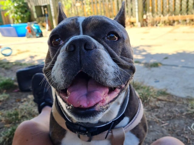 'Luna is a 2-year-old French Bulldog that came into Woodgreen as a stray last summer. Her three favourite things are walks, cuddling and most importantly, snacks which she’ll never so no to if offered. As well as her three favourite things, Luna also likes to play with her toys, especially tennis balls and any squeaky toys. Being an affectionate dog, Luna would make the perfect pet for individuals or families that are patient and able to provide her with lots of cuddles. Luna is a friendly and playful dog and would do well in a home with people who can give her plenty of attention. However, Luna isn't sociable with other dogs and new owners should look to avoid busy areas and choose quiet times and routes.'