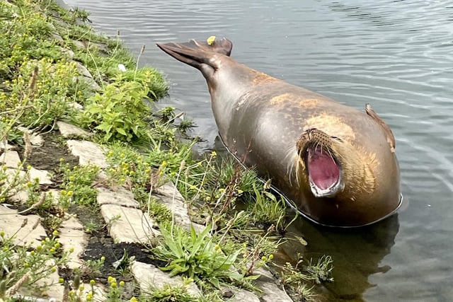 The RSPCA advises people to keep dogs on leads around seals. Photo: Jen Cowley