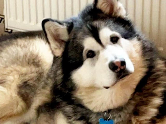 Ma is a 13-stone Alaskan Malamute