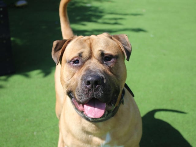 Buster is a large, one-year-old male mongrel.