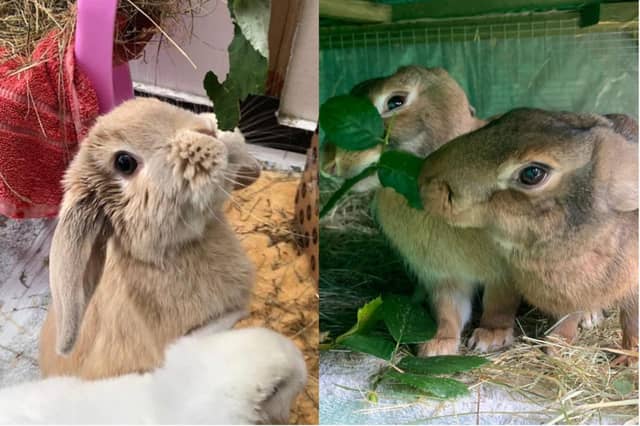 Could you provide these rabbits in care the home they deserve?