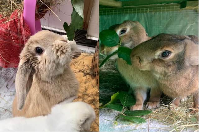 Could you provide these rabbits in care the home they deserve?