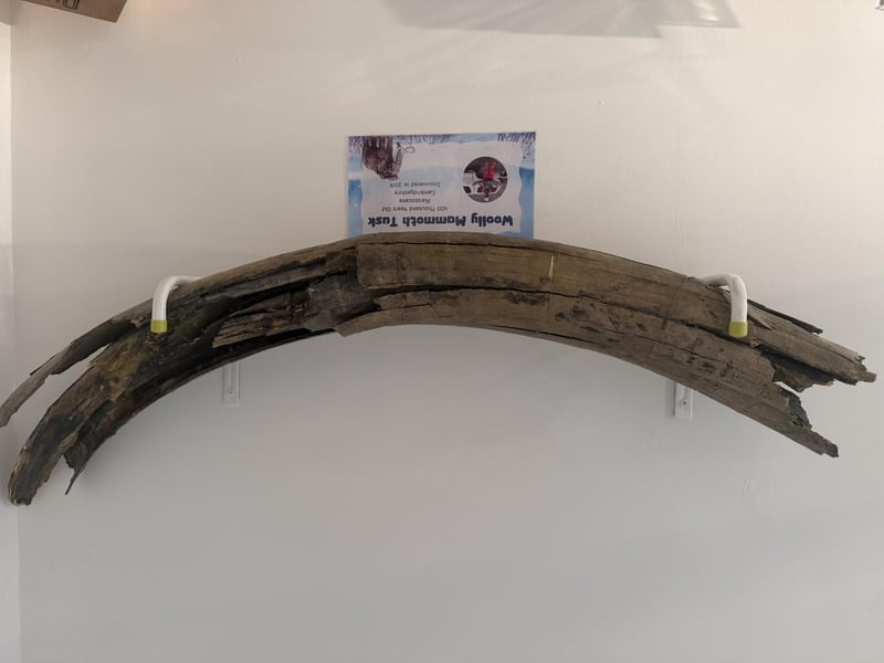 One of Fossils Galore's mammoth tusks