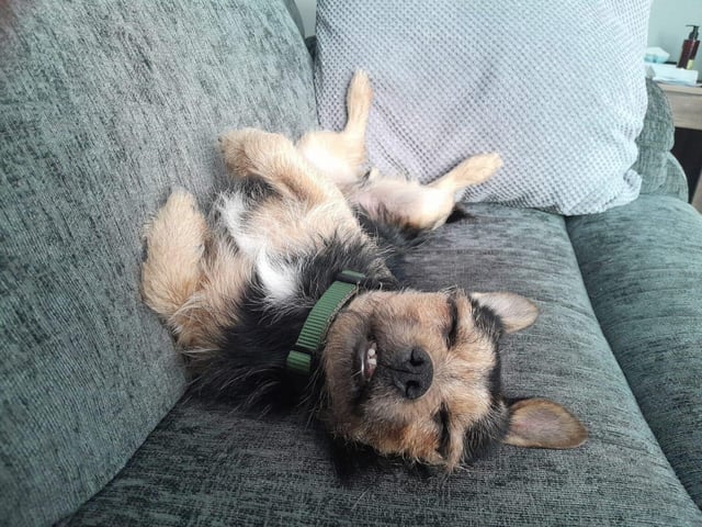Benji is a small, four-year-old male terrier cross.