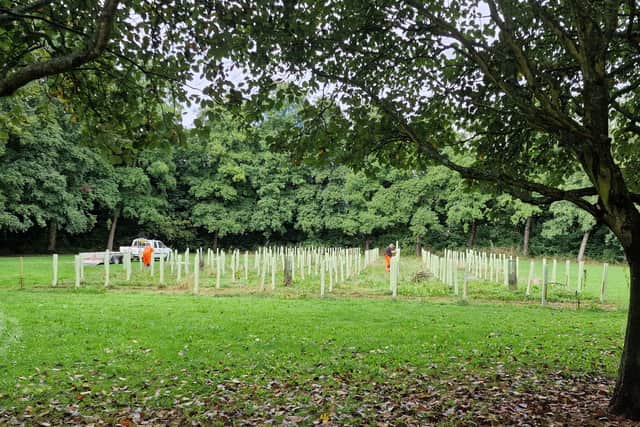 The trees on Hodgson Avenue in Werrington.