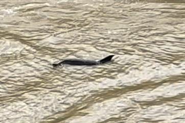 Dolphins in the River Welland.