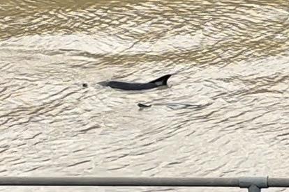 Dolphins in the River Welland.