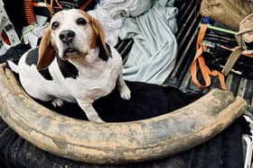 Crystal, the fossil hunting dog, with the tusk. Photo: Jamie Jordan