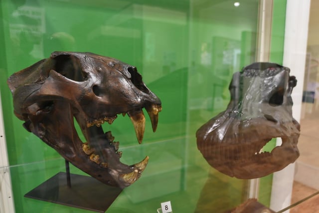 Extinction exhibition at Peterborough Museum