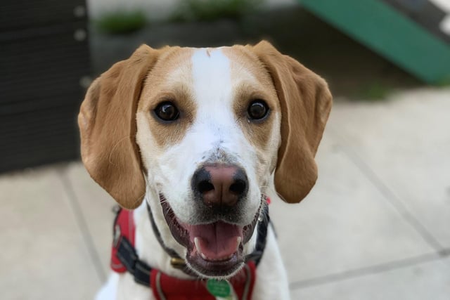 Zia is a one-year-old Beagle. She was admitted in March 2022.