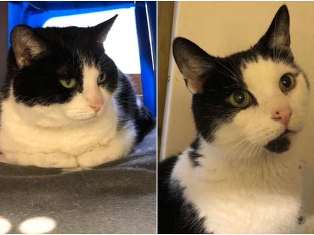 Jasey and Max are domestic short hair cats. They are 11 years and seven month old females admitted in February 2022.