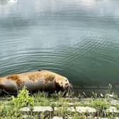 A seal at Peterborough Rowing Lake. Photo: Jen Cowley