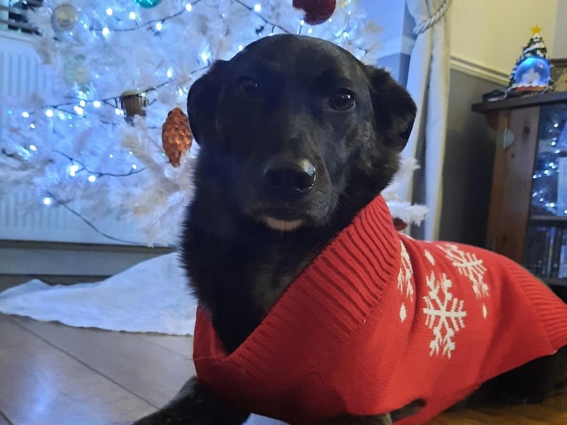 Meet Sansa, a 4-year-old Romanian rescue.