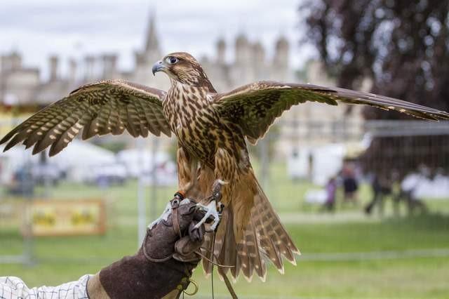 Burghley House, near Stamford, is hosting a three-day 'living heritage game and country fair,' from tomorrow (Friday, June 3) to the end of the bank holiday weekend (Sunday, June 5). From horse riding events to clay shooting, and from rural crafts to street food - the fair will offer something for everyone over the bank holiday weekend.