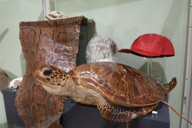 Extinction exhibition at Peterborough Museum