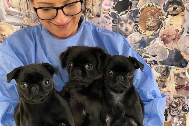 The three pug-cross puppies that were found abandoned in Peterborough.