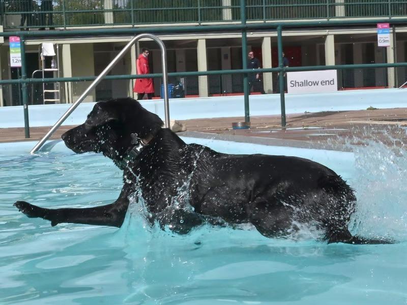 Returning on October 4, 9 and 10, the sessions allow owners and their four-legged friends to enjoy a 90-minute swim together